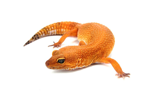 Пятнистый эублефар (Eublepharis macularius) Blood (самка) фото 2