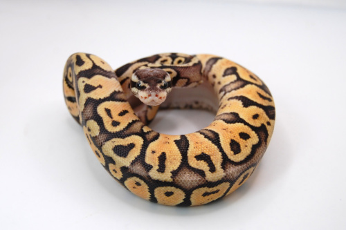 Королевский питон (Python regius) Clown фото 2