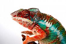 Пантеровый хамелеон ( Furcifer Pardalis ) самец