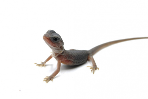 Бородатая агама (Pogona vitticeps) Zero Hypo Trans фото 2