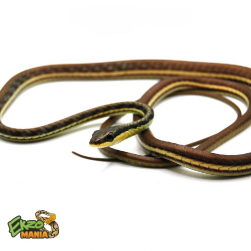 Бронзовый уж украшенный (Dendrelaphis pictus) Central java фото 2