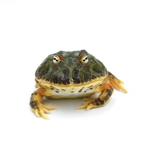 Рогатка Кранвелла (Ceratophrys cranwelli)