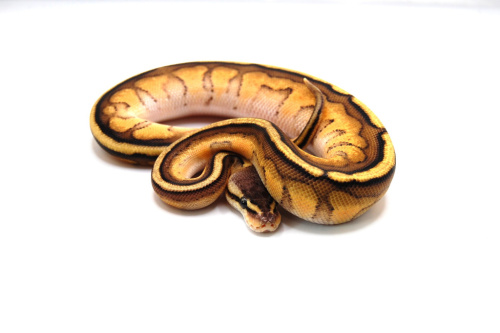 Королевский питон (Python regius) G-stripe pastel фото 2