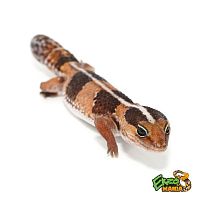 Гемитеконикс толстохвостый (Hemitheconyx caudicinctus) Stripe (2025г)