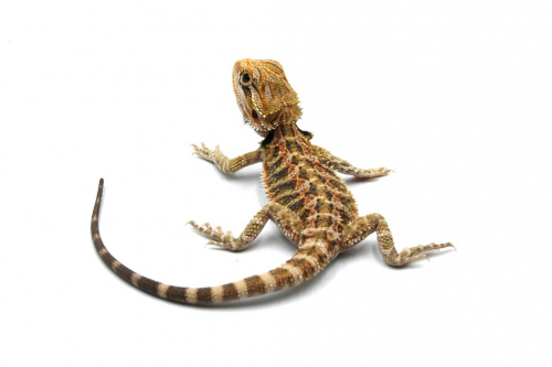 Бородатая агама (Pogona vitticeps) Hypo phet Trans фото 3