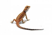 Бородатая агама (Pogona vitticeps) Hypo 66% het Trans