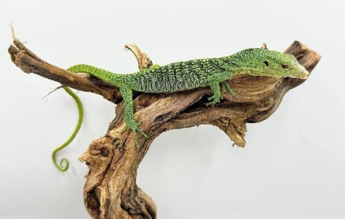 Варан Празинус (Varanus prasinus)