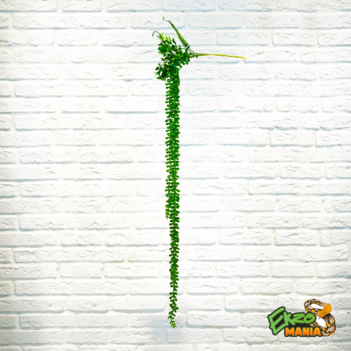 Самшит ампельный ср. фото 2