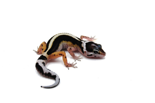 Пятнистый эублефар (Eublepharis macularius) Mack Snow Black Night Stripe (2025г) фото 2