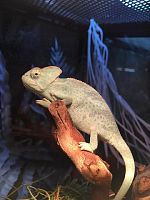 Йеменский хамелеон (Chamaeleo calyptratus) самец