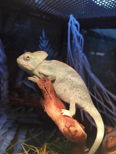 Йеменский хамелеон (Chamaeleo calyptratus) самец