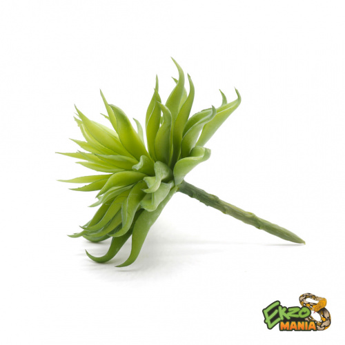 Суккулент 10 фото 2