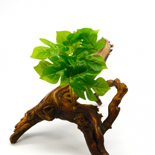 Монстера "mini"