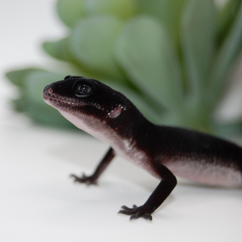 Пятнистый эублефар (Eublepharis macularius) Total Black Night фото 2