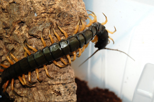 Scolopendra subspinipes "black tip"