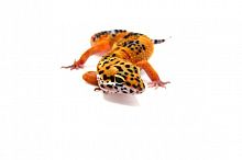 Пятнистый эублефар (Eublepharis macularius) Tangerine (2025г)