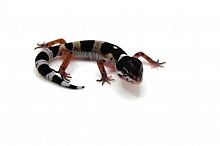 Пятнистый эублефар (Eublepharis macularius) Mack Snow cross Black Night