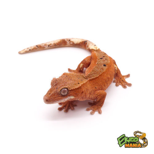 Реснитчатый бананоед Red Bi-color Dalmatian фото 3