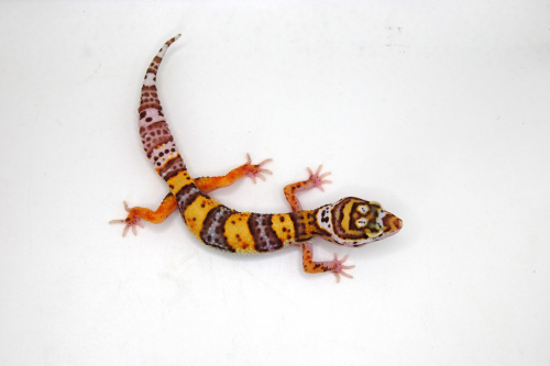 Пятнистый эублефар (Eublepharis macularius) Bell Albino W&Y фото 2