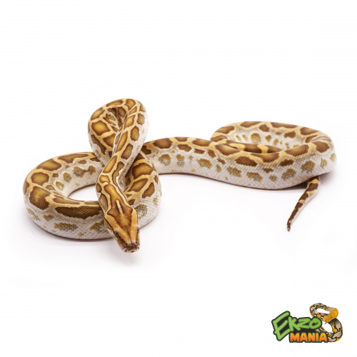 Тигровый питон (Python molurus) Hypo фото 2