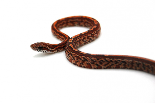 Маисовый полоз (Pantherophis guttatus) Tessera фото 2