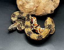 Удав императорский (Boa constrictor imperator) Hypo IMG het Sharp (самка)