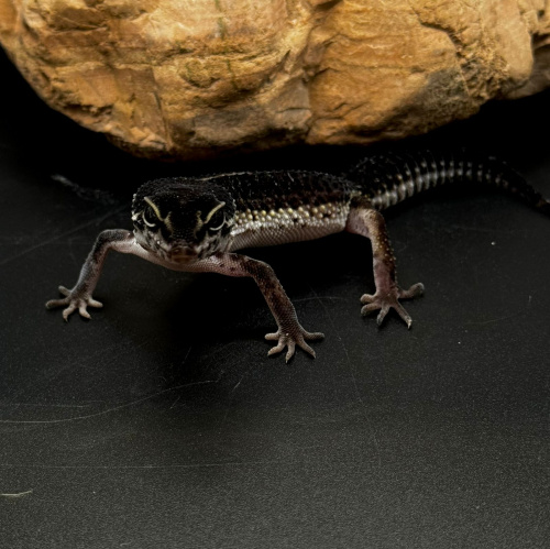 Пятнистый эублефар (Eublepharis macularius) Black Night фото 4