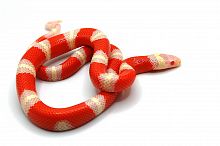 Молочная змея Нельсона albino Т- (Lampropeltis triangulum nelsoni)