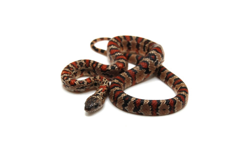 Мексиканская змея Тэйера (Lampropeltis Mexicana thayeri) фото 3