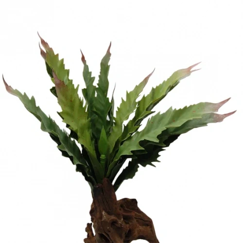 Олений рог (куст большой)