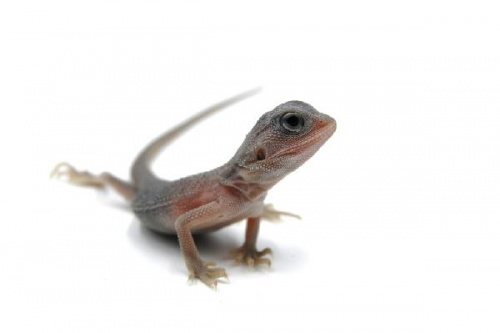 Бородатая агама (Pogona vitticeps) Zero Hypo Trans
