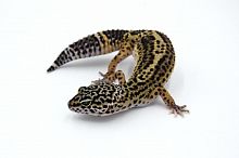 Пятнистый эублефар (Eublepharis macularius) Black Night (самка) 32