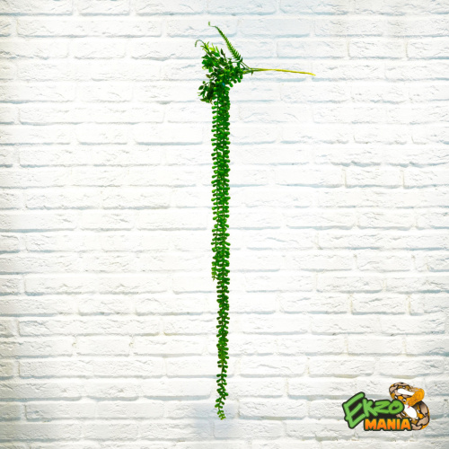 Самшит ампельный ср. фото 2