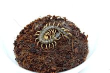 Scolopendra sp. "Vietnam black tip" M