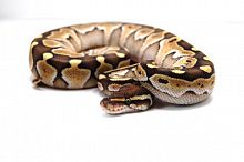 Королевский питон (Python regius) Pastel