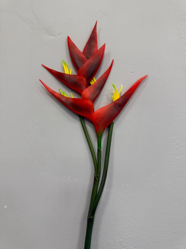 Стрелиция большая