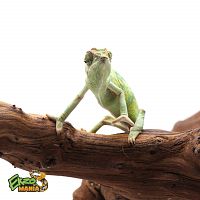 Йеменский хамелеон самка