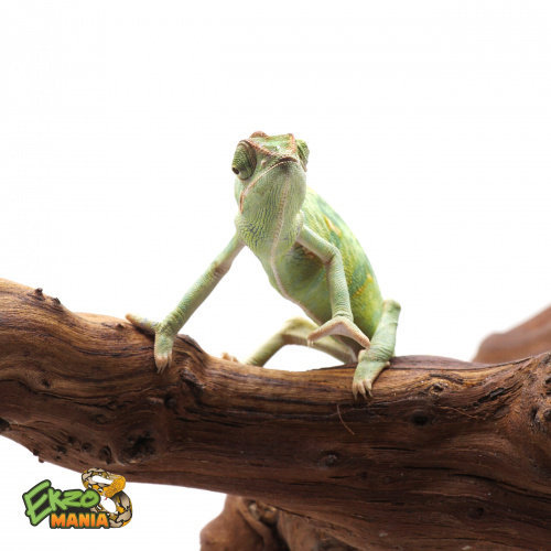 Йеменский хамелеон самка