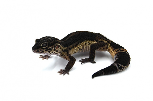 Пятнистый эублефар (Eublepharis macularius) Black Night (самка) 26/1