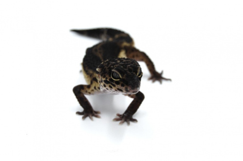 Пятнистый эублефар (Eublepharis macularius) Black Night (самка) 26/1 фото 2