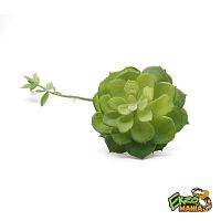 Суккулент 9