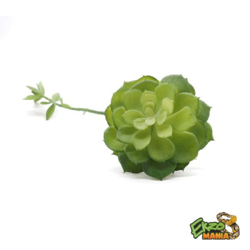 Суккулент 9