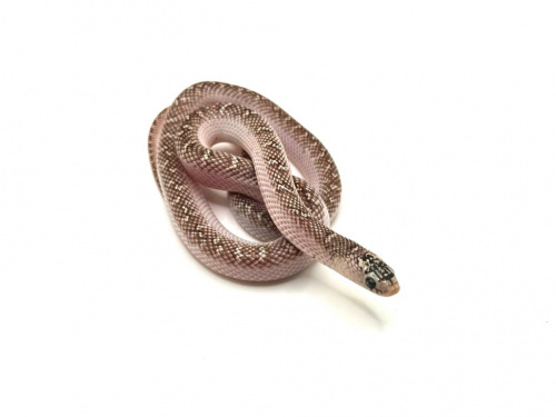 Королевская змея Брукса (Lampropeltis getula "brooksi") (самец) фото 2