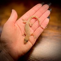 Геккон домовый (Hemydactyllus frenatus)